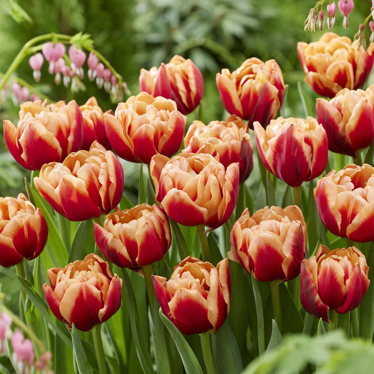 Tulipan Congo - 6 løk