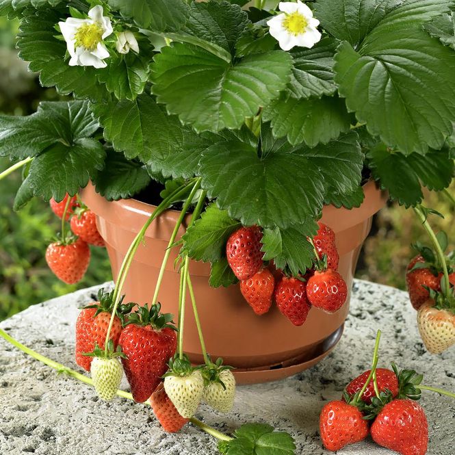 Hovedbilde Jordbær Beltran F1, Hanging Basket Series -Frø-