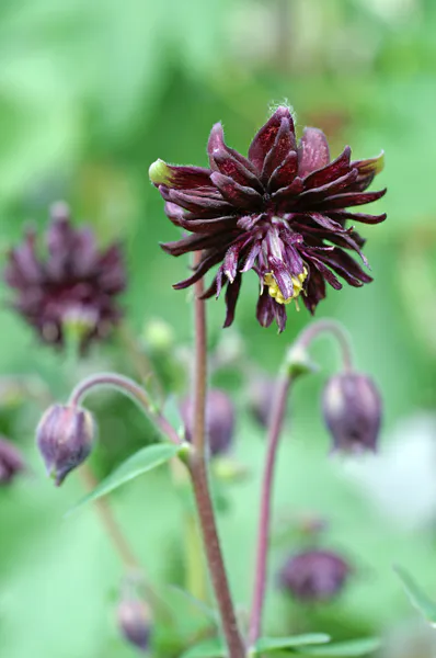 Hovedbilde Aquilegia vulgaris Black Barlow. Akeleie - 1 rot