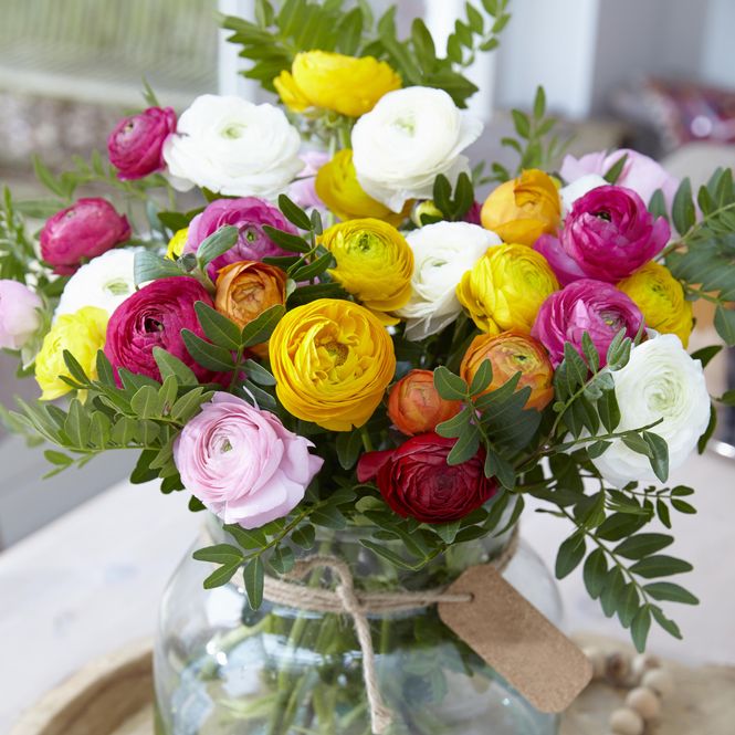 Hovedbilde Ranunculus, blanding - 10 knoller