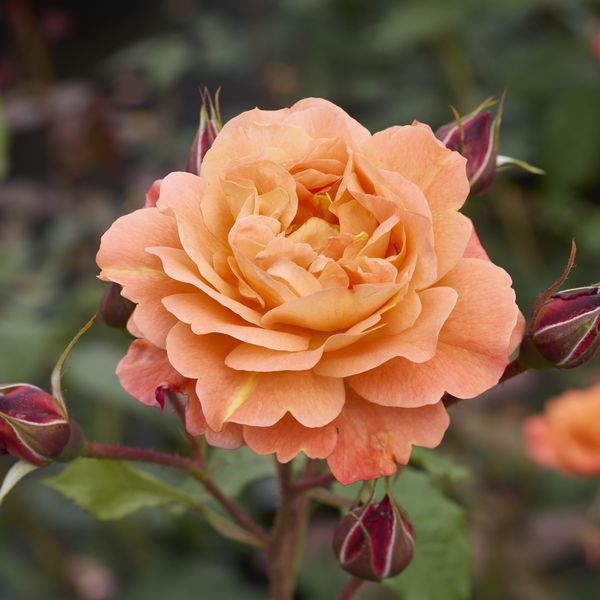 Hovedbilde Rose Westerland. Buskrose