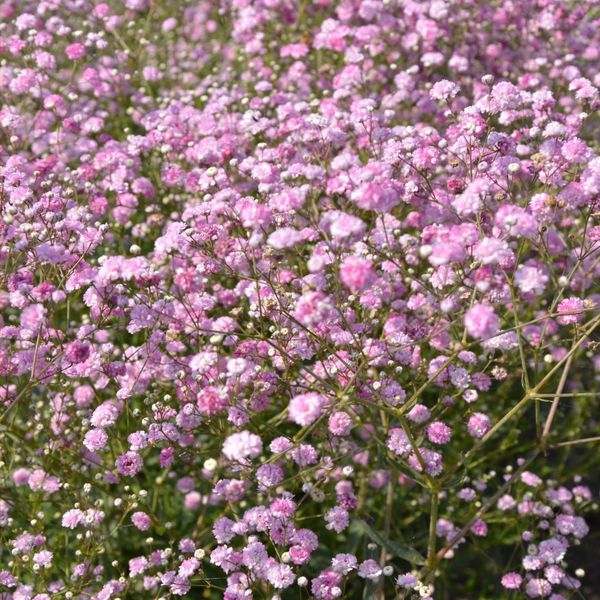 Hovedbilde Gypsophila paniculata Festival Pink Lady. ...