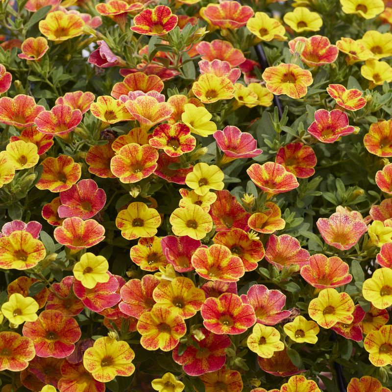 Calibrachoa Cabaret Diva orange  Mini Petunia i 10,5 cm potte.
