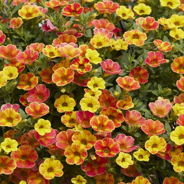 Hovedbilde Calibrachoa Cabaret Diva orange  Mini Petunia i ...