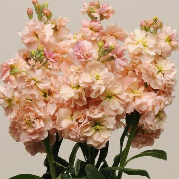 Hovedbilde Matthiola incana Katz Apricot. Levkøy -Frø-