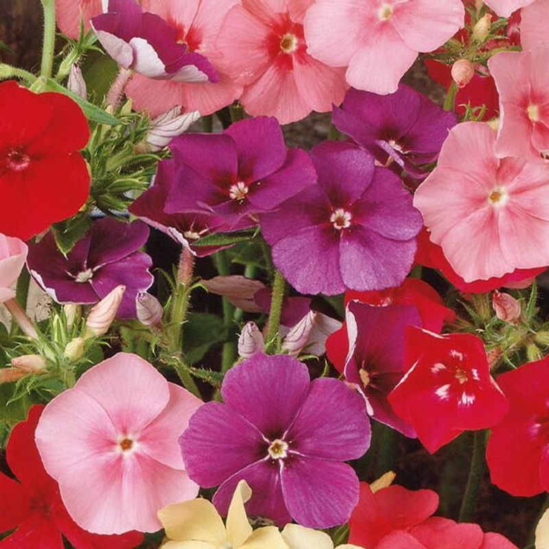 Phlox Drum. Nana Compacta Beauty Mix. Sommerfloks - Frø -