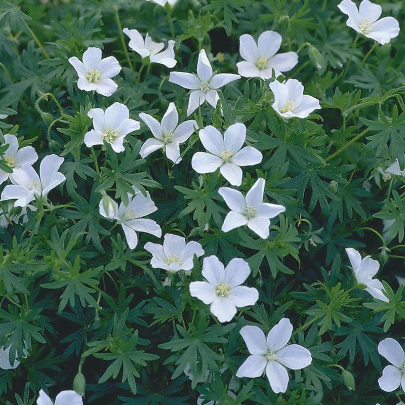 Geranium sanguineum Album. Blodstorkenebb. 1 rot