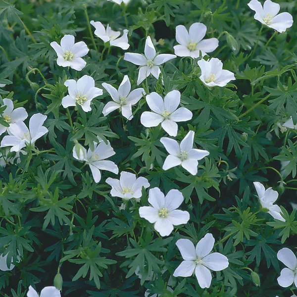 Hovedbilde Geranium sanguineum Album. Blodstorkenebb. 1 rot