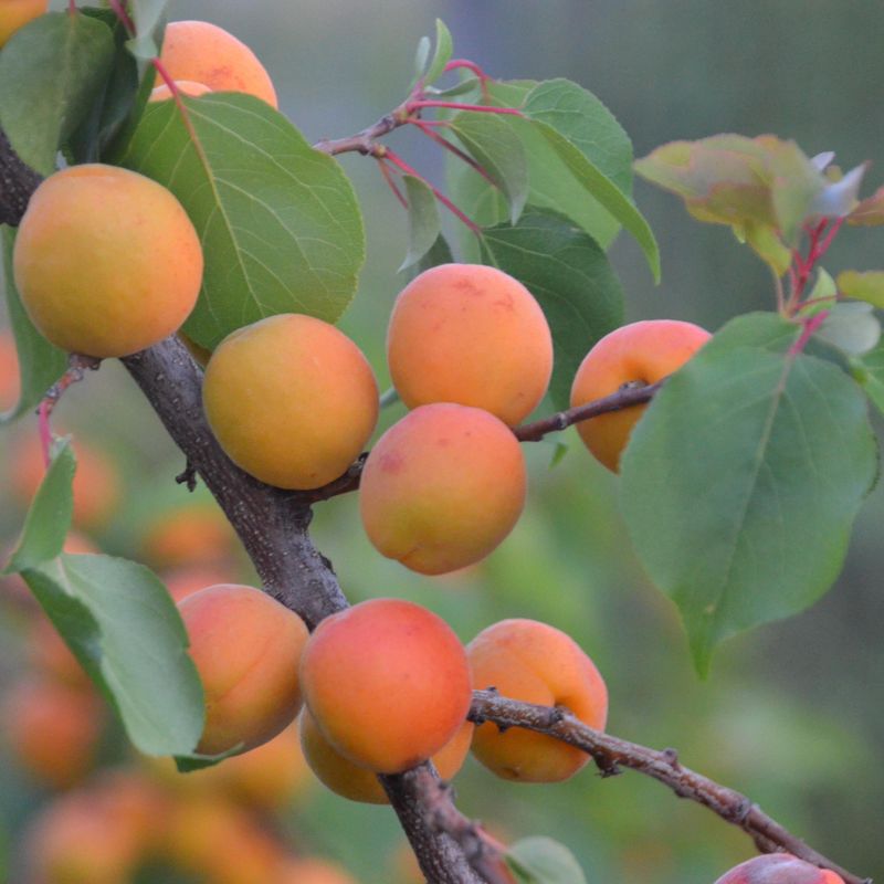 Aprikos Prunus Armeniaca - 2l potte