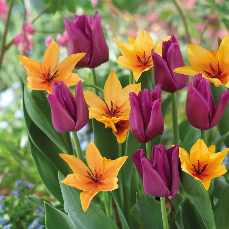 Tulipan mix, Strong Feelings - 8 løk