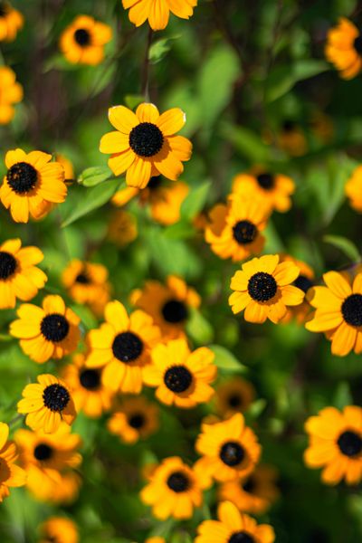 Hovedbilde Rudbeckia triloba Blackjack Gold -Frø-