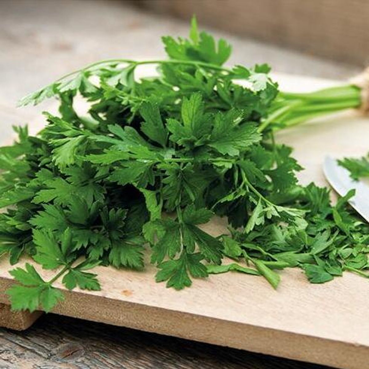 Persille flatbladet -Frø-