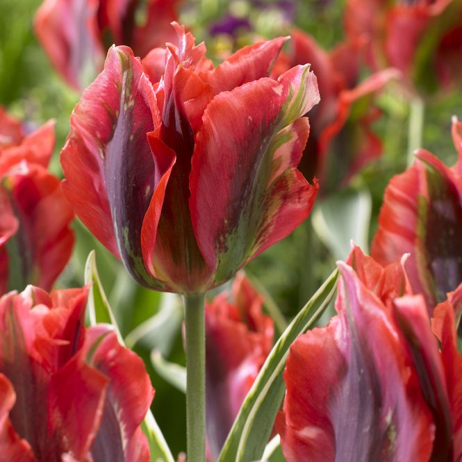 Hovedbilde Tulipan Hollywood - 10 løk