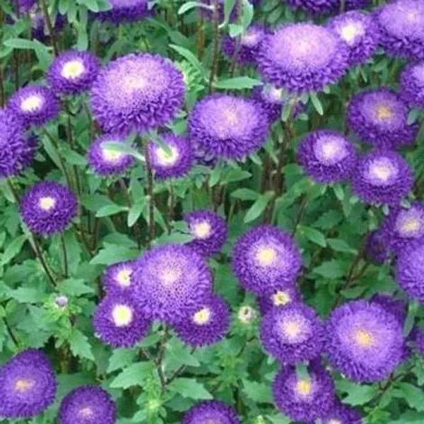 Hovedbilde Aster/Callistephus chinensis Bonita Blue. Asters ...