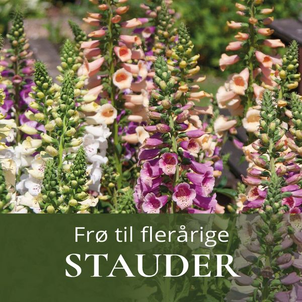 Frø til flerårige stauder