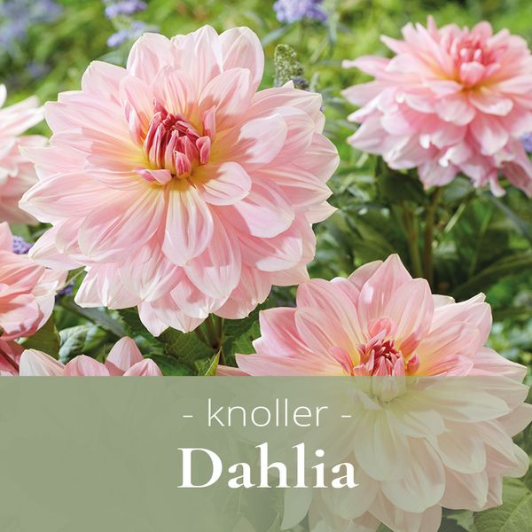 Dahlia - Georginer
