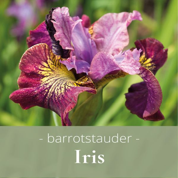 Iris - barrotstauder