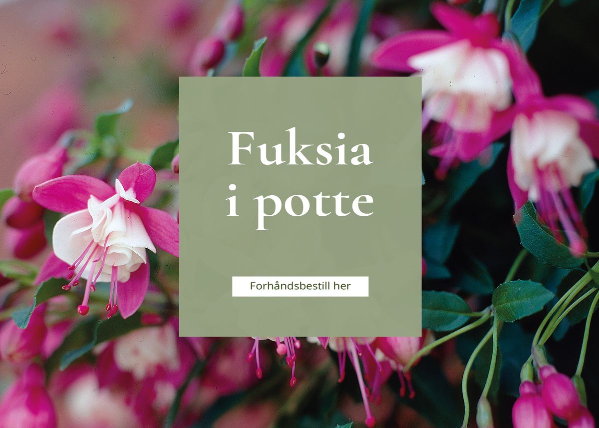 Fuksia i potte