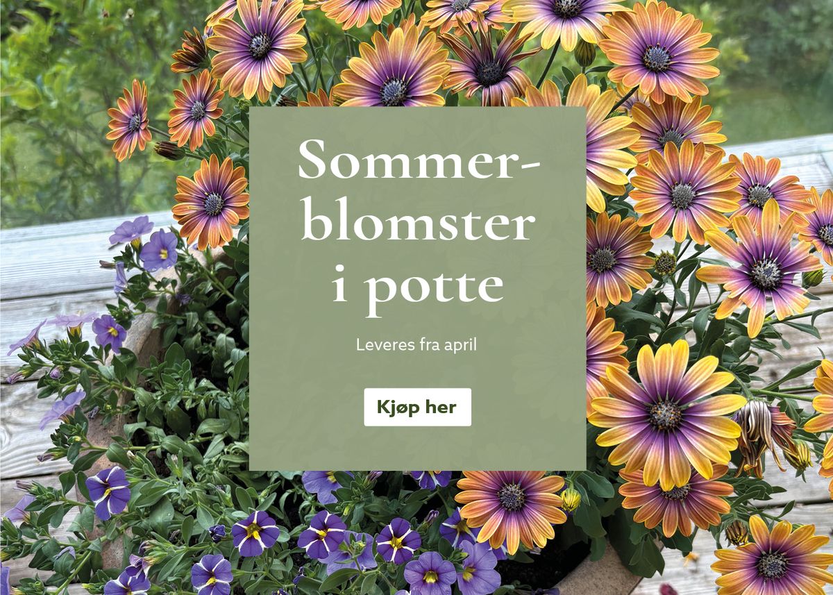 Sommerblomster i potte - kjøp på nett