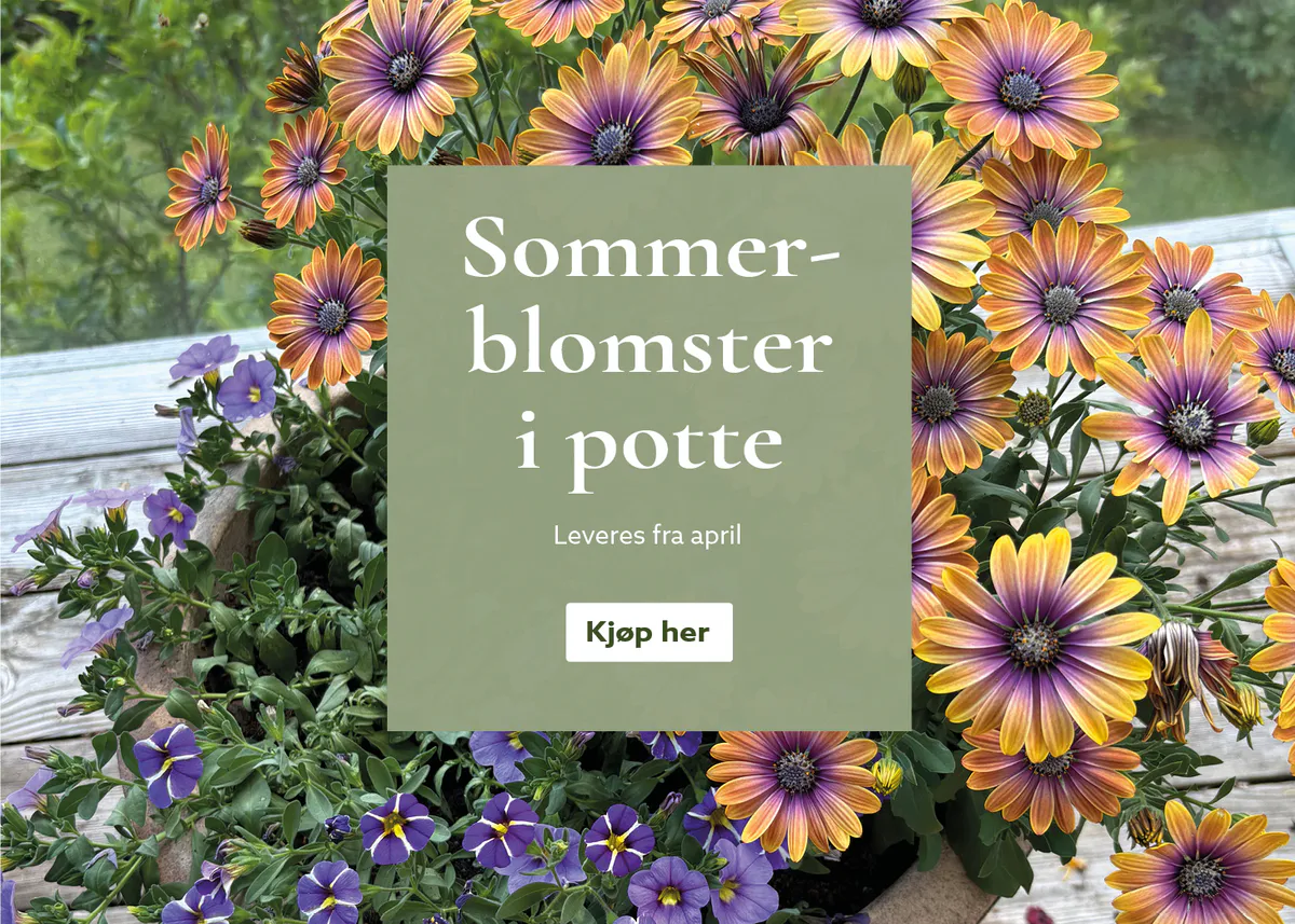 Sommerblomster i potte - kjøp på nett