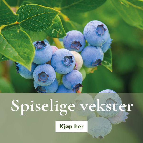 Dyrk din egen mat - Fruktplanter - bærplanter - Spiselige vekster - kjøp på nett
