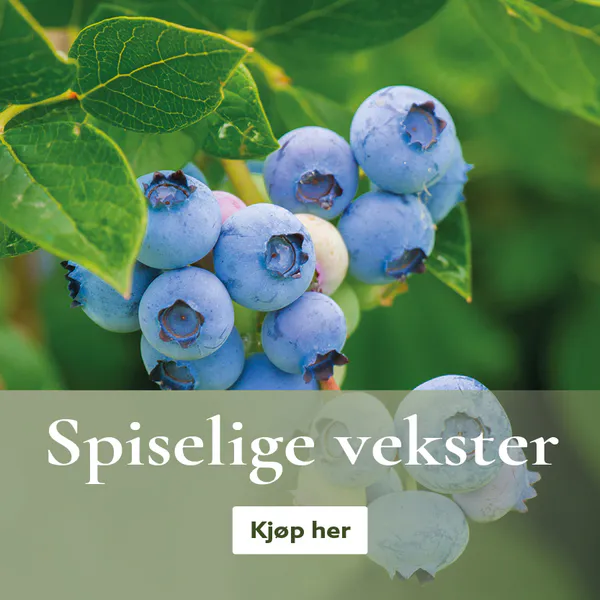 Dyrk din egen mat - Fruktplanter - bærplanter - Spiselige vekster - kjøp på nett