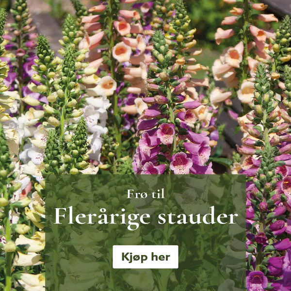 Frø til stauder - kjøp på nett