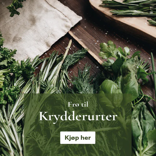 Frø til krydderurter  - kjøp på nett