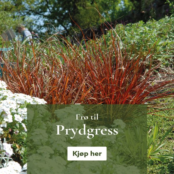 Frø til prydgress - bestill på nett