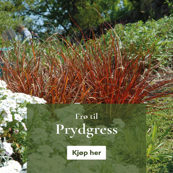 Frø til prydgress - bestill på nett