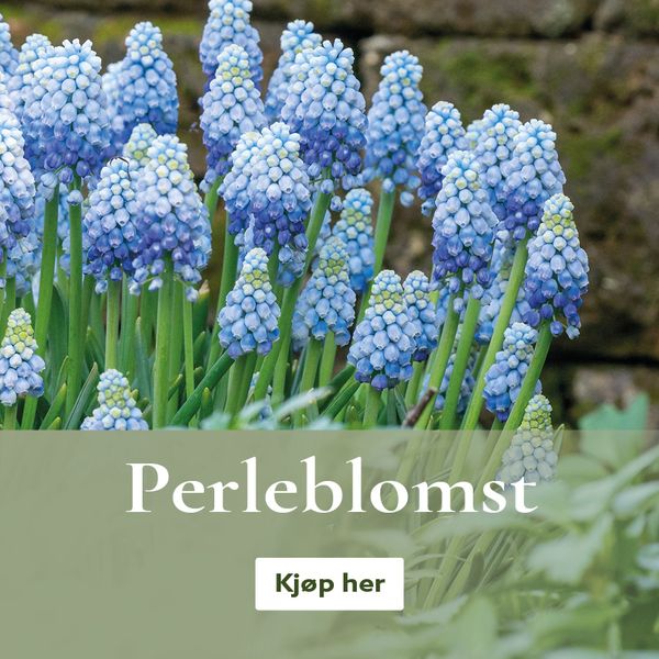 Perleblomst / Muscari - kjøp på nett