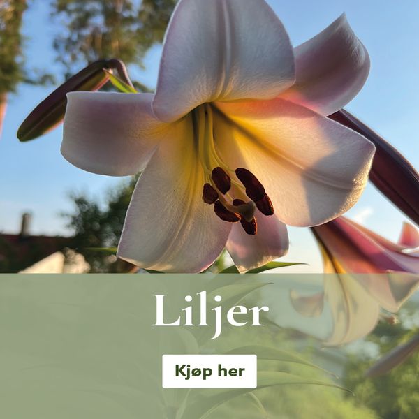 Flerårige liljer - kjøp liljeløk på nett