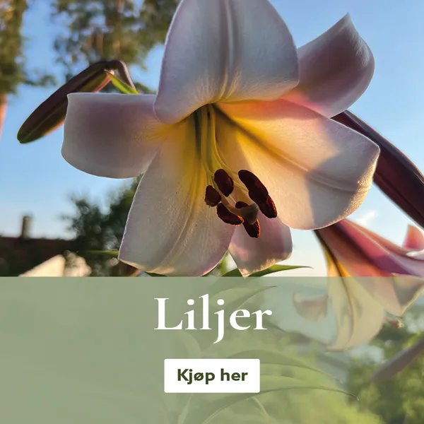 Flerårige liljer - kjøp liljeløk på nett