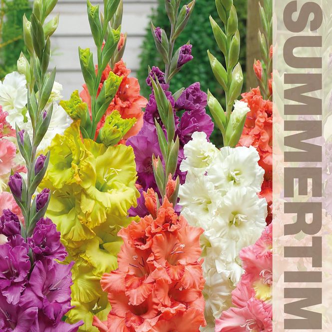 Hovedbilde Gladiolus i fargeblanding Ruffled Mix - 15 ...