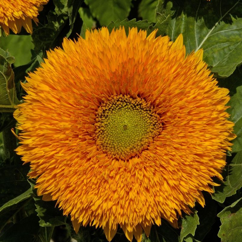 Helianthus annuus Orange Sun -Frø- Solsikke 
