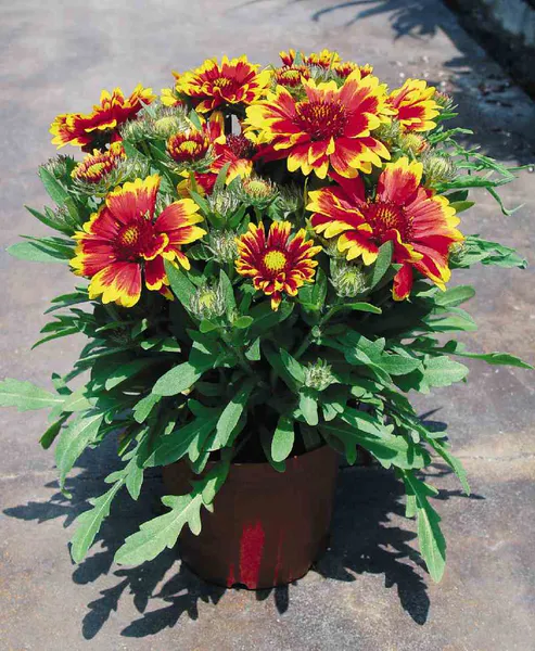 Hovedbilde Gaillardia grandiflora Arizona Apricot. ...