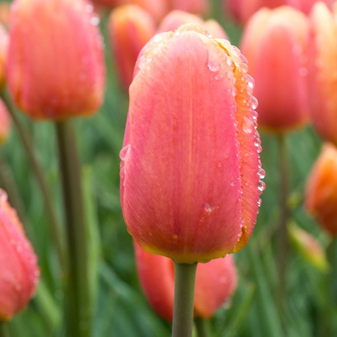 Hovedbilde Tulipan Bellville - 6 løk