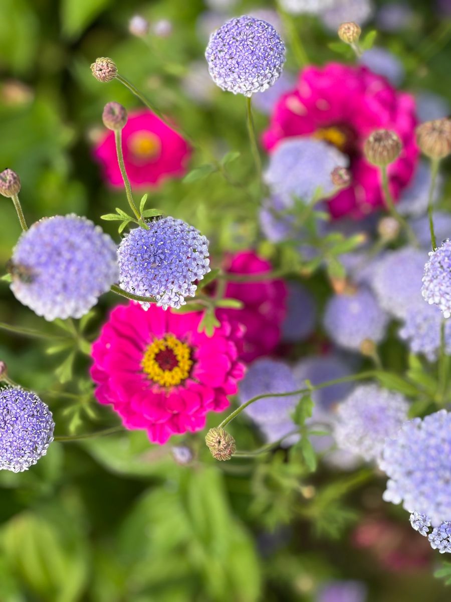 Trachymene coerulea Lace Blue. Kniplingsblomst -Frø-