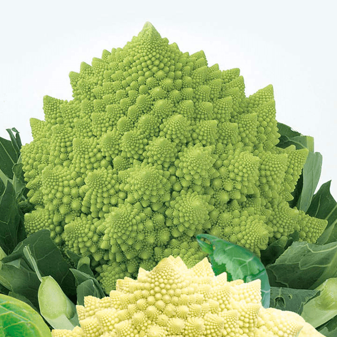 Hovedbilde Romanesco White and Green -Frø-
