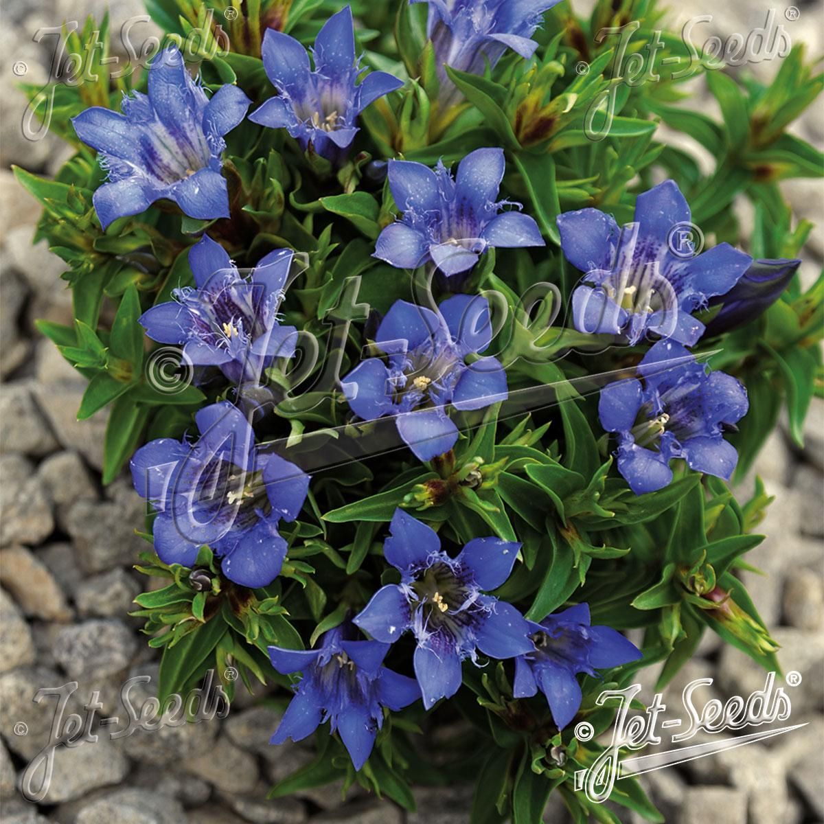 Gentiana septemfida Bella Alpinella -Frø- Frynsesøte 