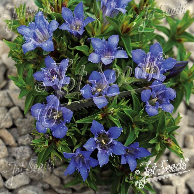 Hovedbilde Gentiana septemfida Bella Alpinella -Frø- ...