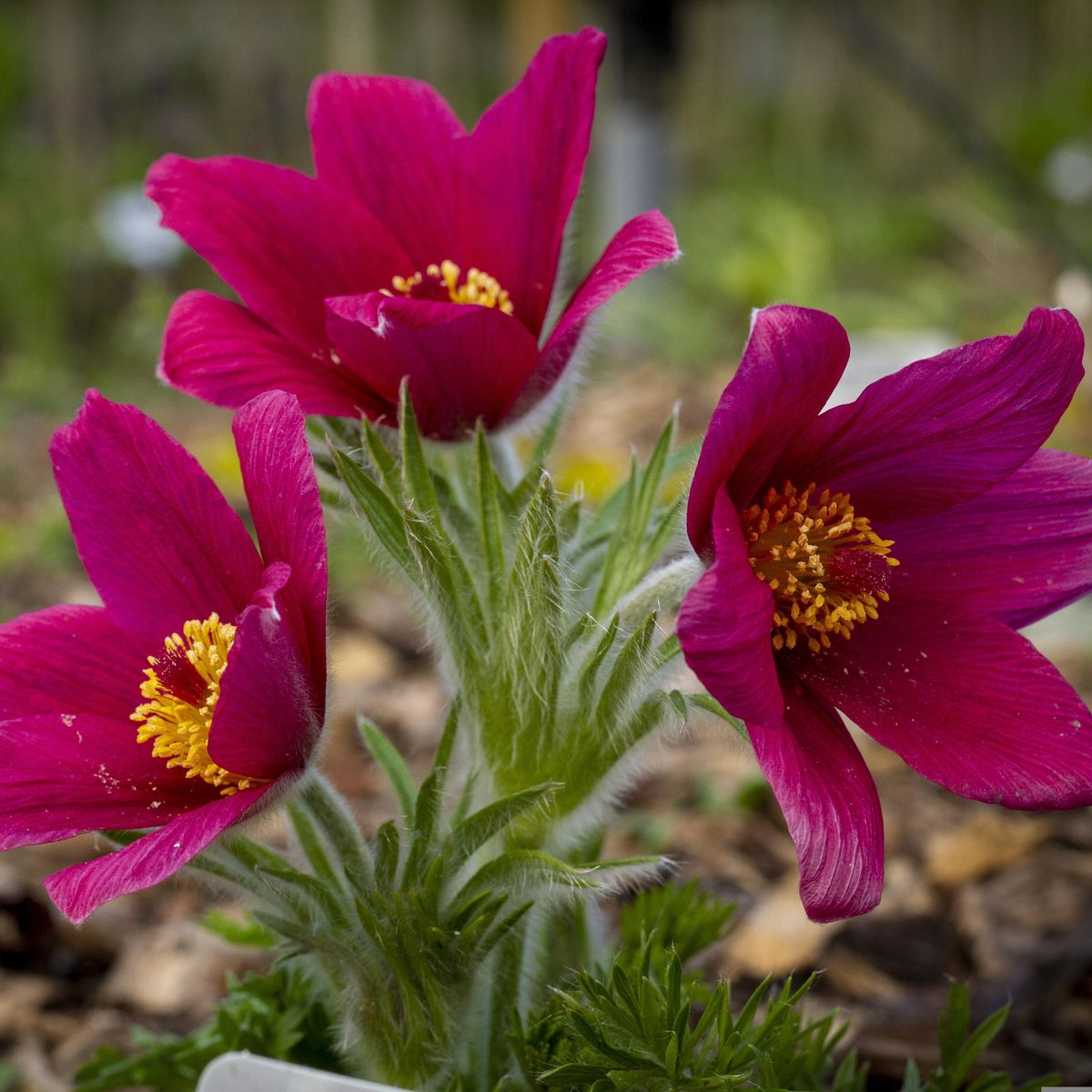 Pulsatilla vulgaris Red Bells. Kubjelle -Frø-