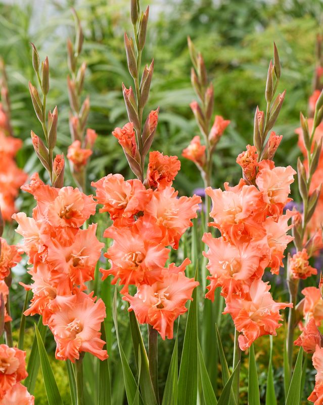 Gladiolus Flaming Sunset. 7 knoller
