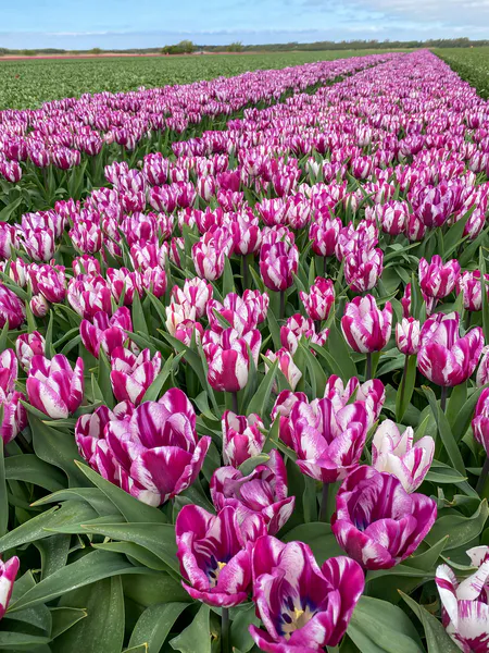 Hovedbilde Tulipan Ohio - 6 løk