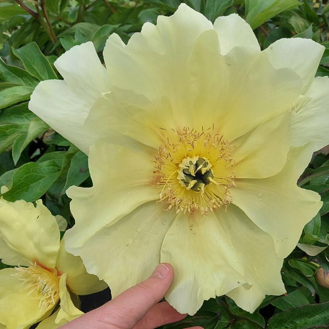 Hovedbilde Paeonia Itoh-hybrid Going Bananas - Edelpeon - 1 ...