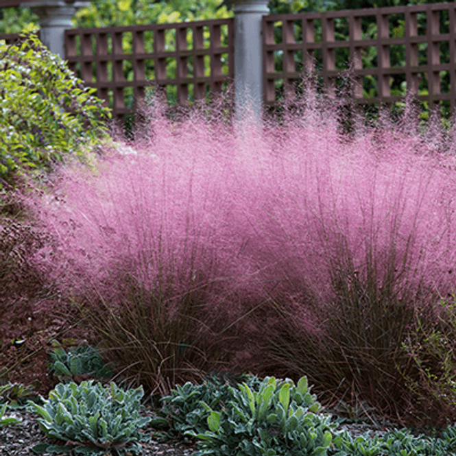 Hovedbilde Muhlenbergia capillaris -Frø-