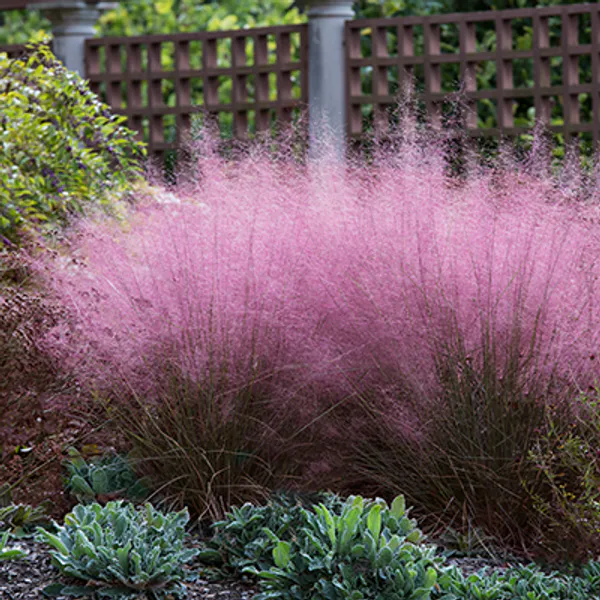 Hovedbilde Muhlenbergia capillaris -Frø-
