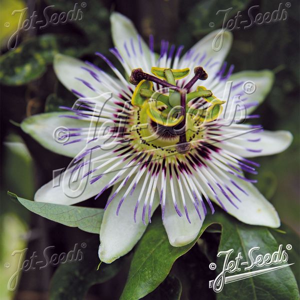 Hovedbilde Passiflora caerulea. Pasjonsblomst - Frø -