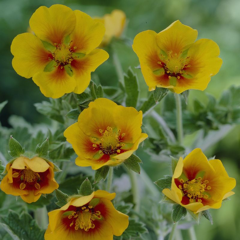 Potentilla atrosanguinea var. argyrophylla. Mure -Frø-