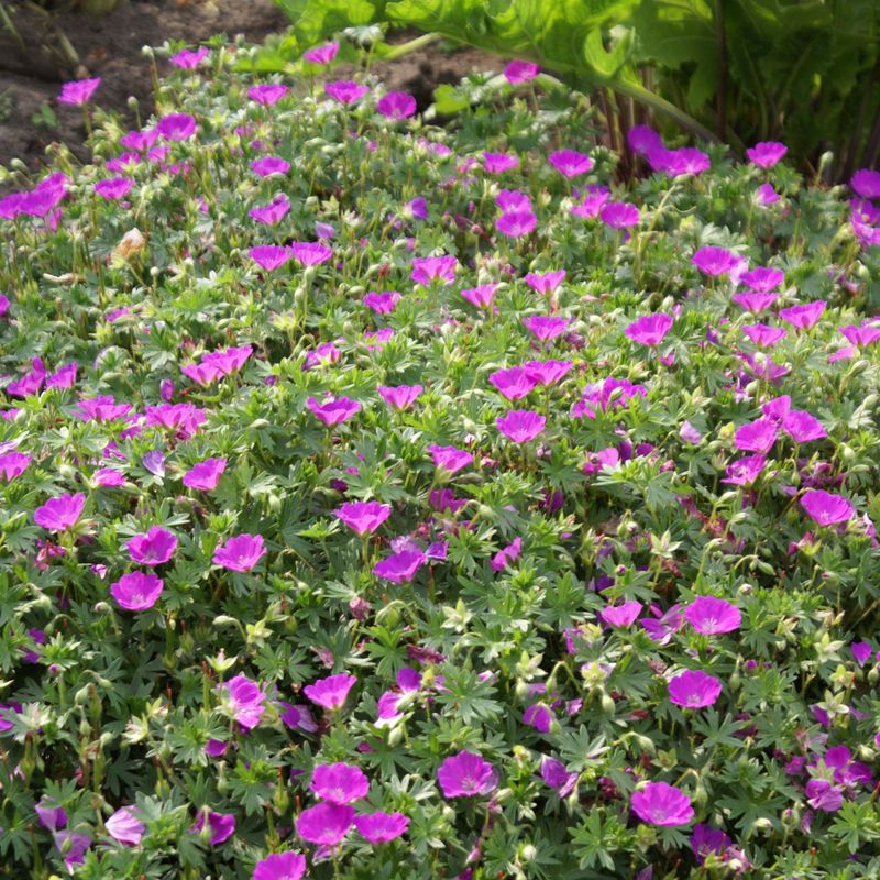 Geranium sanguineum Max Frei - Storkenebb - 1 rot